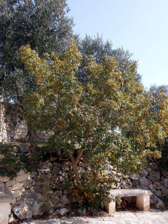 Trullo Villa Giuliana Con Giardino Posizione Panoramica Free Wifi Ostuni Cameră foto